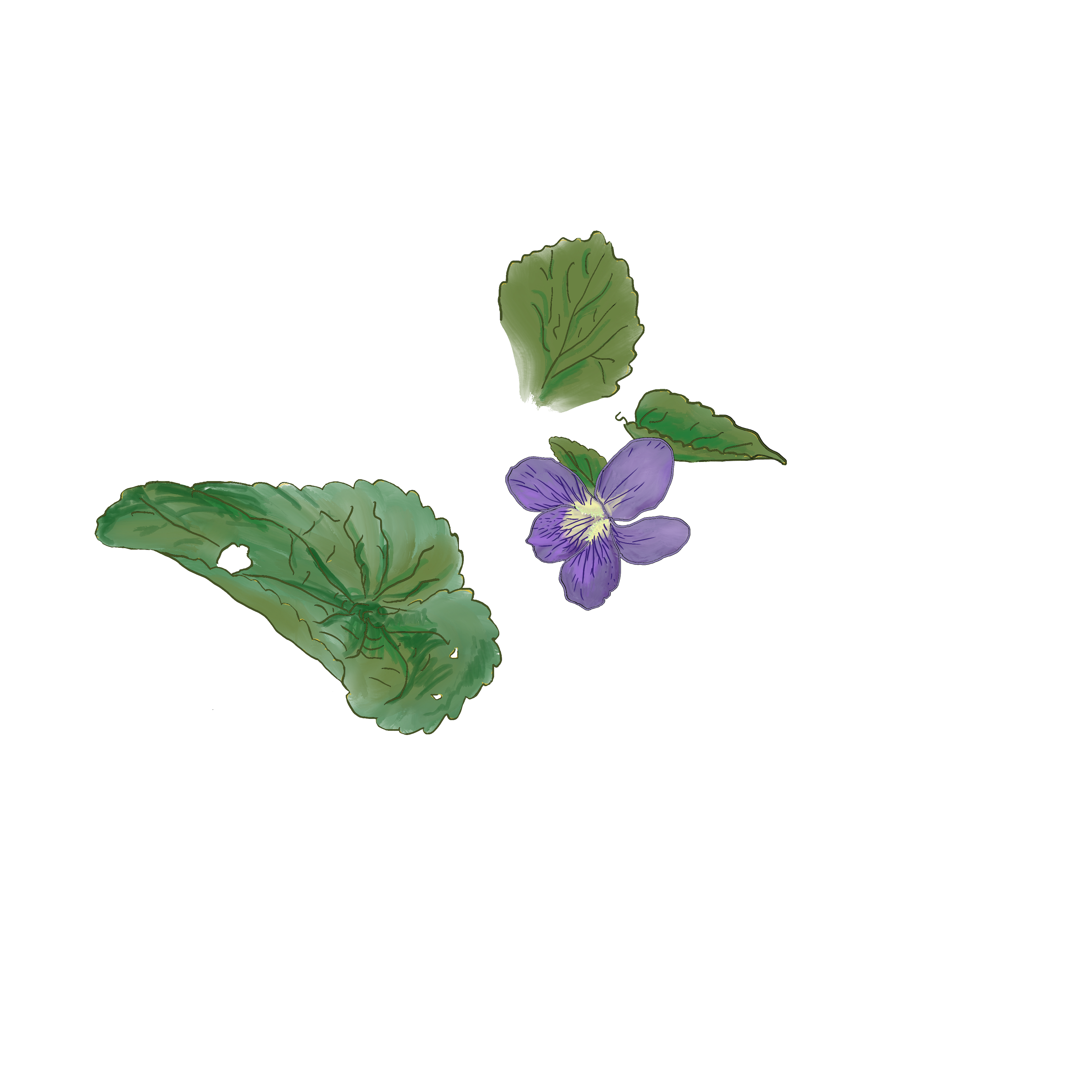 A blooming wild violet. The flower has five purple petals, with three of them having a darker purple. The center of the flower is light chartreuse; two petals facing the center have a series of light yellow bristles. The leaves are dark green and heart-shaped with gently serrated edges. One leaf has three small holes nibbled in it. This is a digital drawing made by hand from a photograph taken on March 3, 2026, in the author's yard.